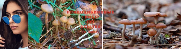 спайс Аркадак